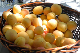 49 tons of apricots exported from Armenia to Russia and Switzerland 