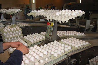 Egg prices down in June 2014 