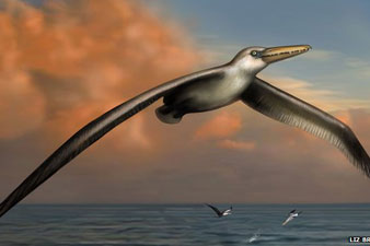 Fossil of 'largest flying bird' identified