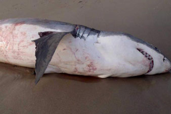 Great white shark chokes on sea lion in Australia