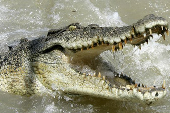 Giant saltwater crocodile kills Australia fisherman