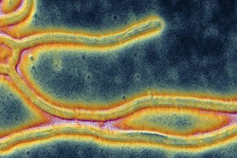 Sierra Leone declares Ebola lockdown