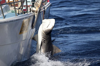 Shark cull in Western Australia blocked by regulator