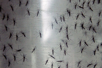 New mosquito-borne virus spreads in Latin America