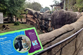 Child survives fall into jaguar exhibit at Arkansas Zoo