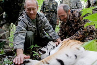 Putin's rare tiger in danger after defecting