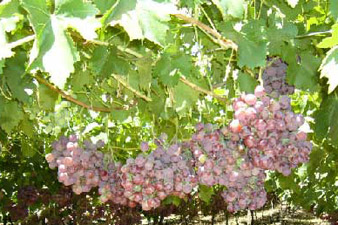 2009 was a difficult year for Armenia’s wine makers