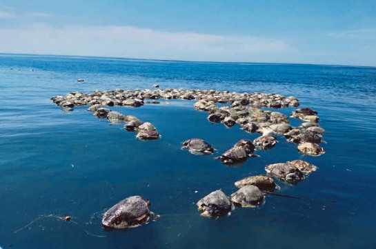 About 300 endangered sea turtles found dead off Mexican coast