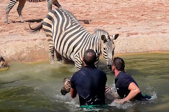 В Испании работники зоопарка спасли новорожденную зебру от утопления