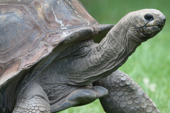 Over 120 giant tortoises stolen on Galapagos Islands