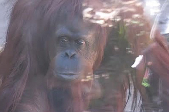 Орангутангу обеспечат достойную старость (Видео)