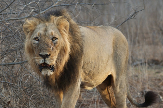 Lion bones weighing 342kg seized in South Africa