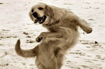 Dance school for dogs opens in Australia