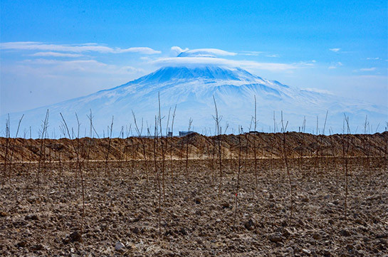 Հայկական ծիրանե երազանքը (Տեսանյութ)