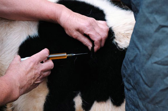 Russia registers world's first anti-coronavirus vaccine for animals