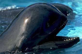 74 pilot whales stranded on New Zealand beach