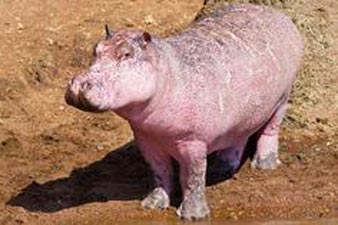 British wildlife photographers capture images of rare pink hippo