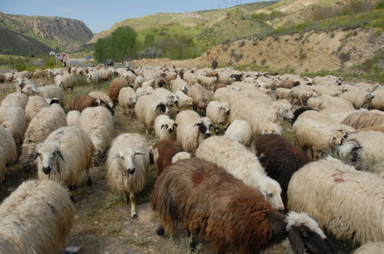 Դաշտից գողացել են ոչխարի ամբողջ հոտը, 2 օր անց գառներին վերադարձրել են տիրոջը