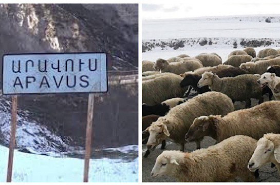 Азербайджанцы похитили около 230 овец из села Аравус: Глава общины Тех и член совета старейшин представили подробностии