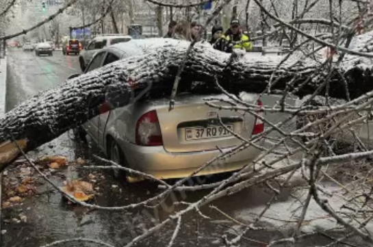 ЧС в Ереване: упавшее в центре города дерево повредило несколько автомобилей