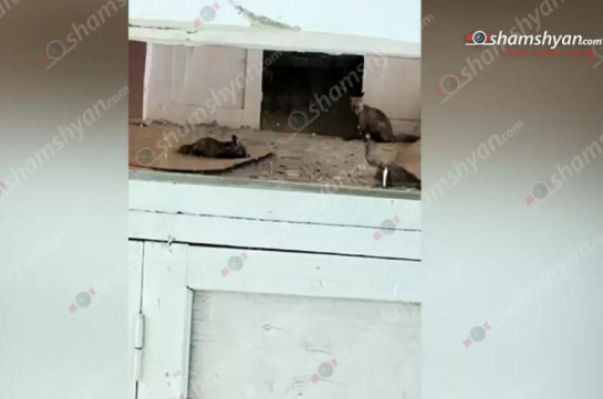 Տաշիրի մանկապարտեզում հայտնաբերվել է աղվես՝ մի քանի ձագերով. 10 աշխատակից ու 51 երեխա տարհանվել է (Տեսանյութ)