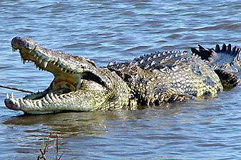 Crocodile bursts in tears swallowing zoo visitor’s mobile phone